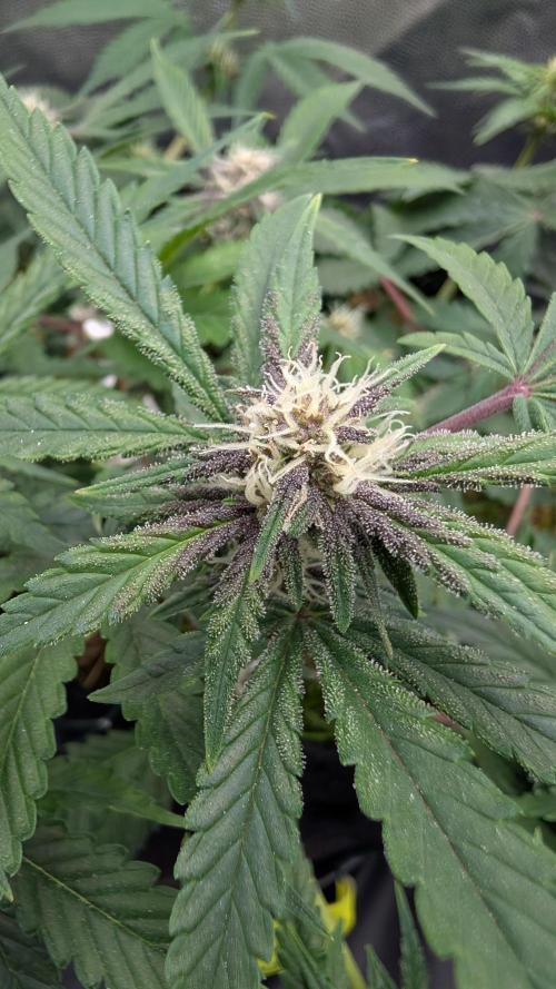 The G-Wagon Autoflower WorldCup 26. Week 6