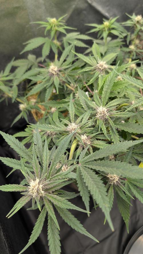 The G-Wagon Autoflower WorldCup 26. Week 6