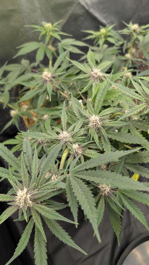 The G-Wagon Autoflower WorldCup 26. Week 6