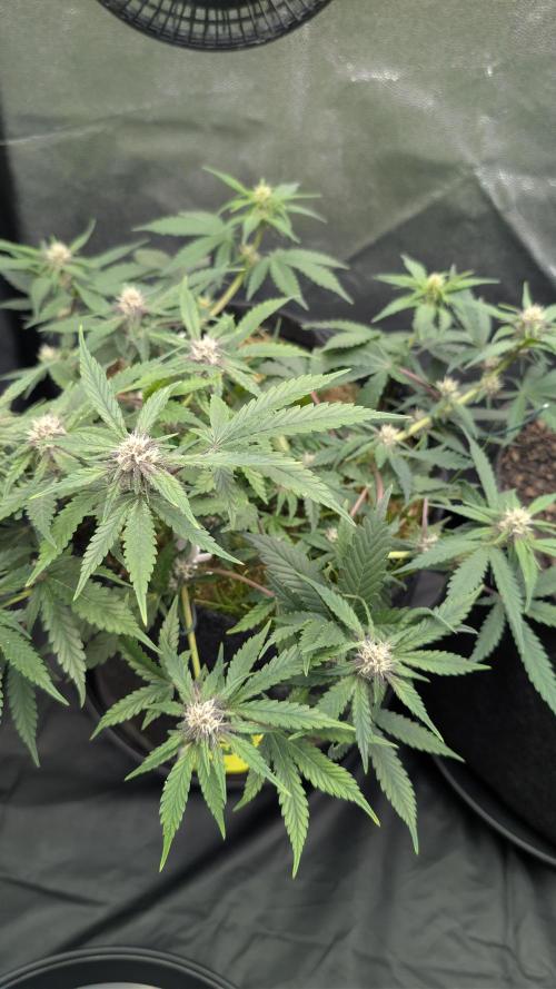The G-Wagon Autoflower WorldCup 26. Week 6