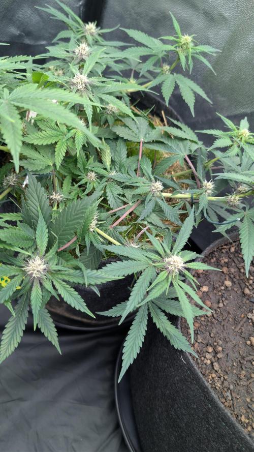 The G-Wagon Autoflower WorldCup 26. Week 6