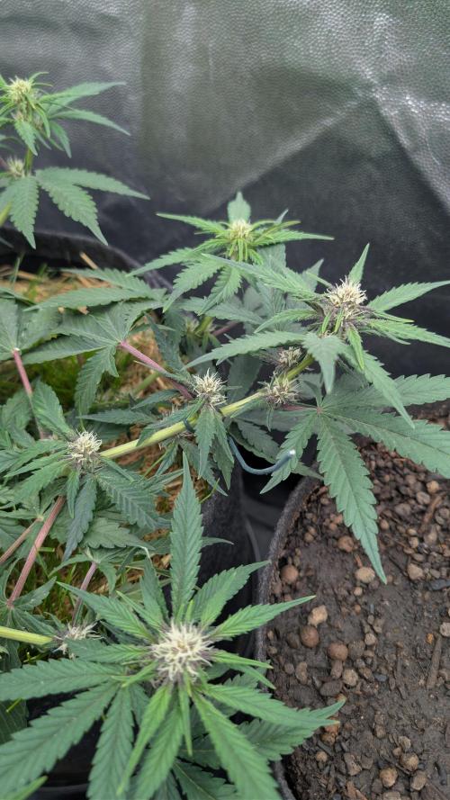 The G-Wagon Autoflower WorldCup 26. Week 6