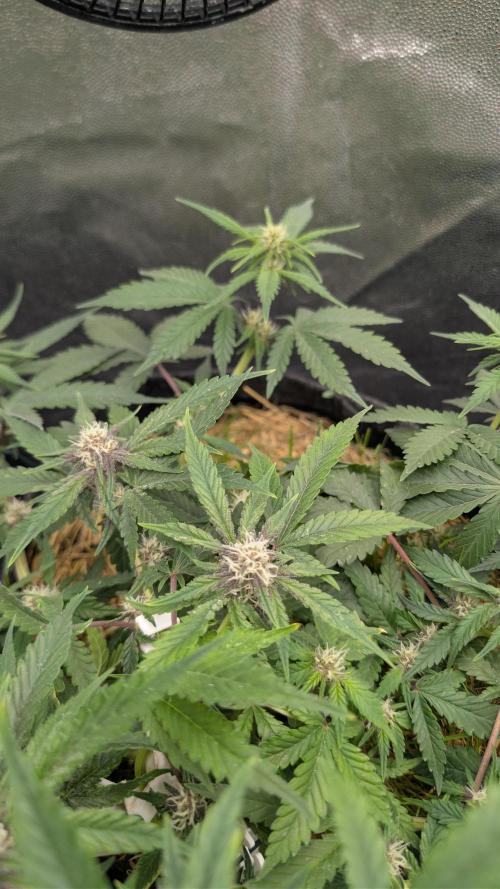 The G-Wagon Autoflower WorldCup 26. Week 6