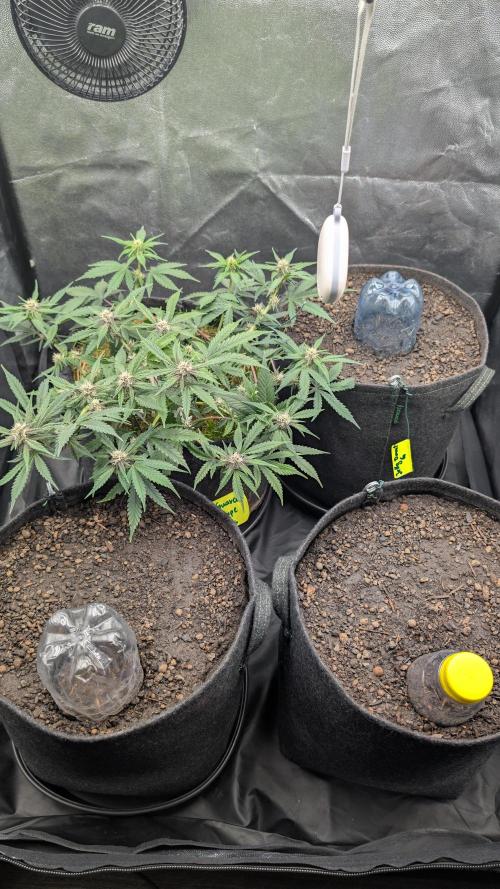 The G-Wagon Autoflower WorldCup 26. Week 6