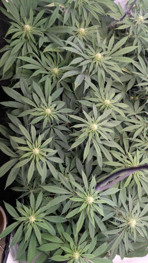 Cup Winning Strains 2026. Week 9