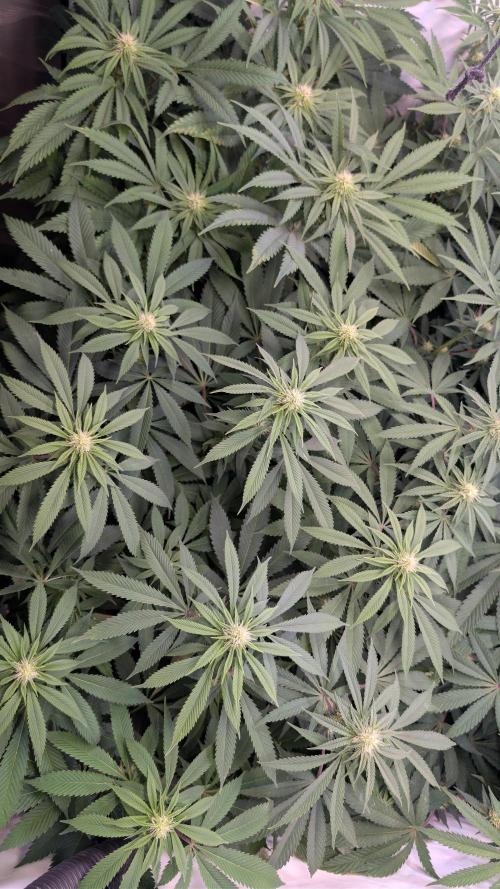 Cup Winning Strains 2026. Week 9