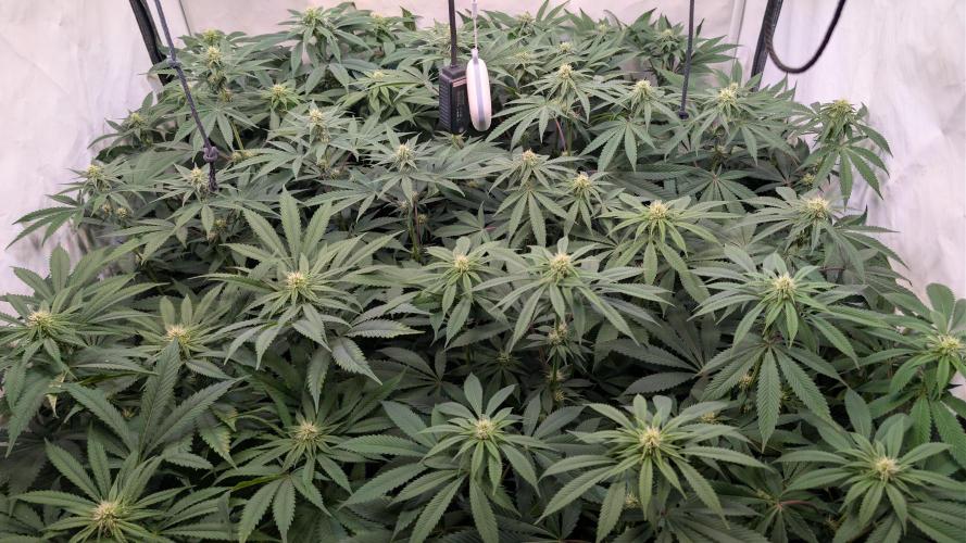 Cup Winning Strains 2026. Week 9