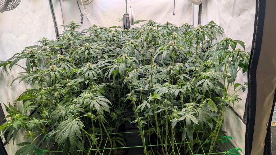 Cup Winning Strains 2026. Week 9
