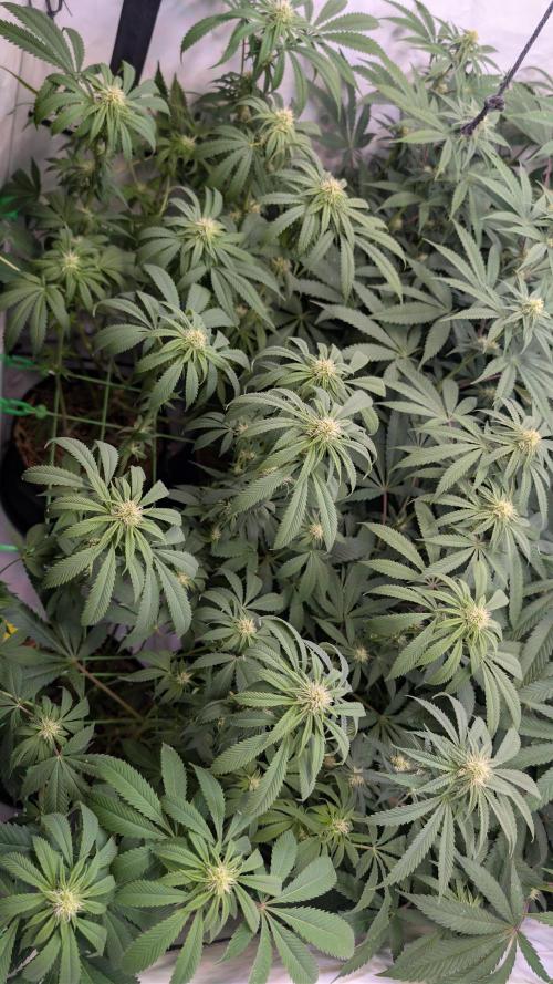 Cup Winning Strains 2026. Week 9