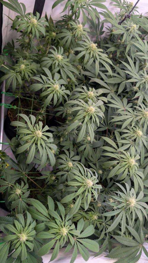 Cup Winning Strains 2026. Week 9