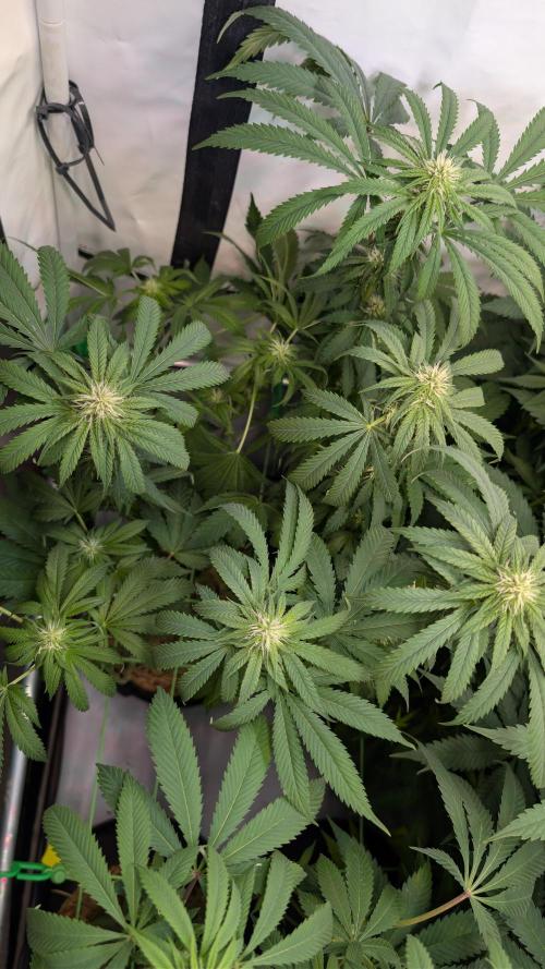 Cup Winning Strains 2026. Week 9