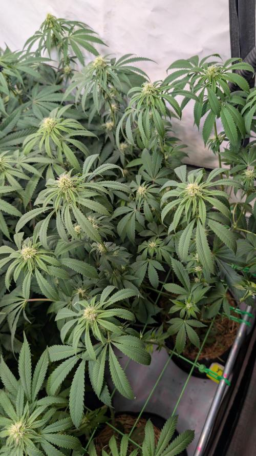 Cup Winning Strains 2026. Week 9