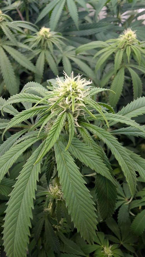 Cup Winning Strains 2026. Week 9