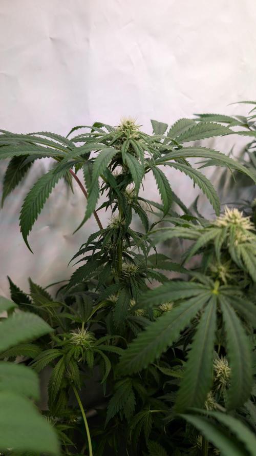 Cup Winning Strains 2026. Week 9