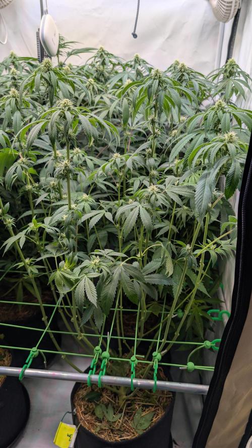 Cup Winning Strains 2026. Week 9
