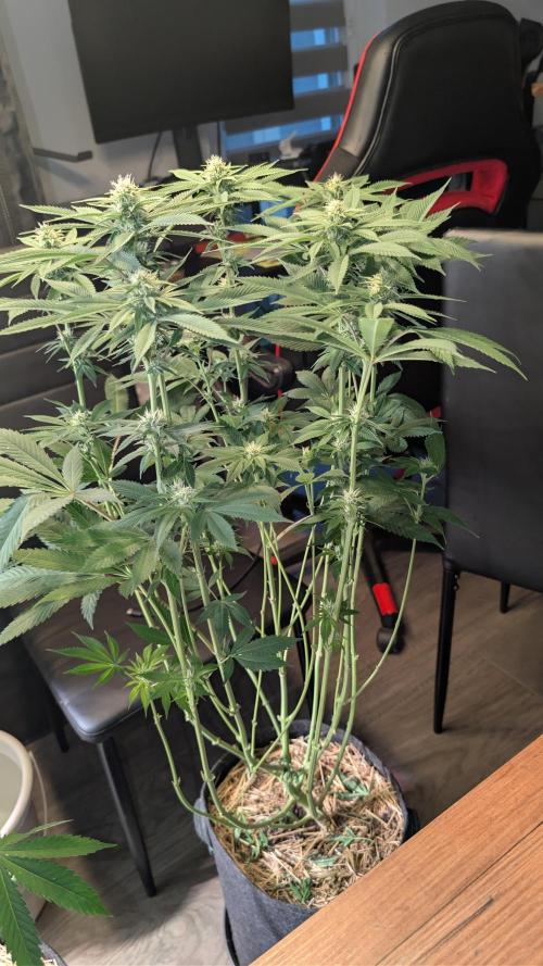 Cup Winning Strains 2026. Week 9