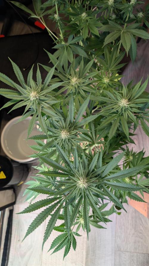 Cup Winning Strains 2026. Week 9