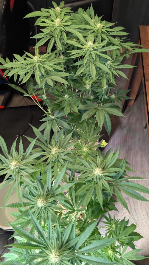 Cup Winning Strains 2026. Week 9