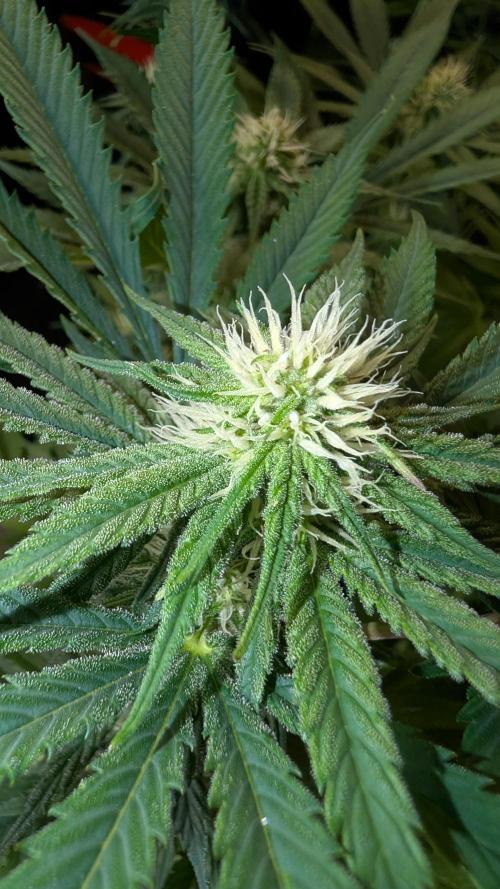 Cup Winning Strains 2026. Week 9