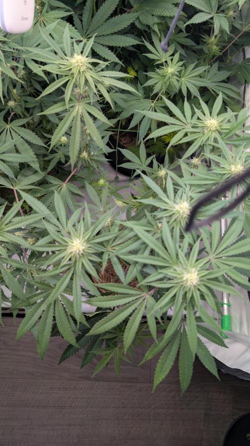 Cup Winning Strains 2026. Week 9