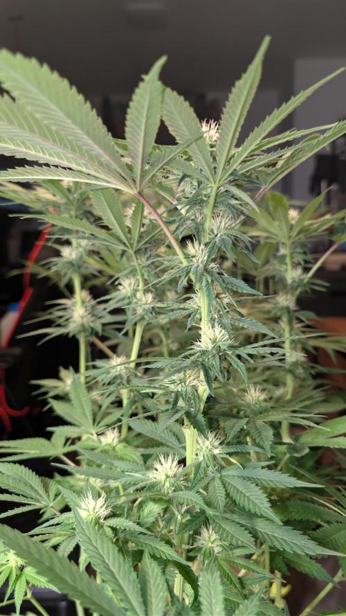 Cup Winning Strains 2026. Week 9