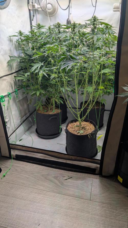 Cup Winning Strains 2026. Week 9