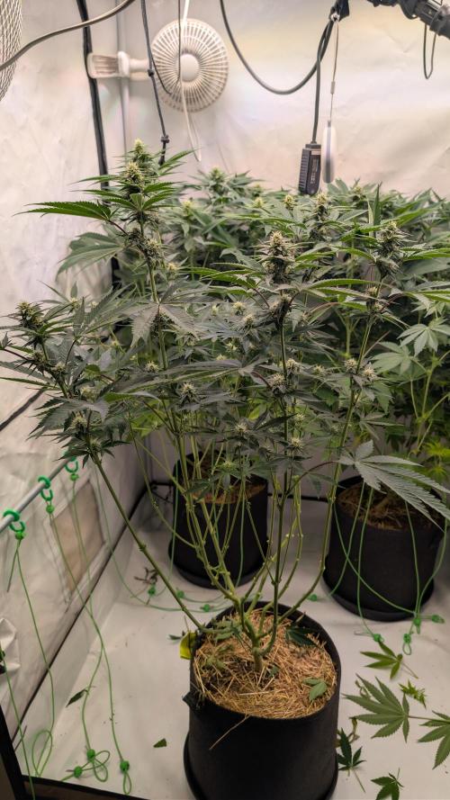 Cup Winning Strains 2026. Week 9