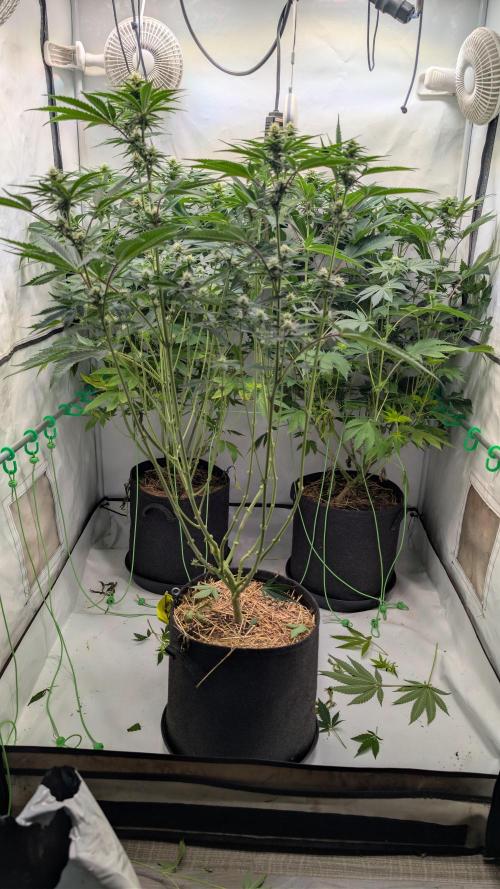 Cup Winning Strains 2026. Week 9