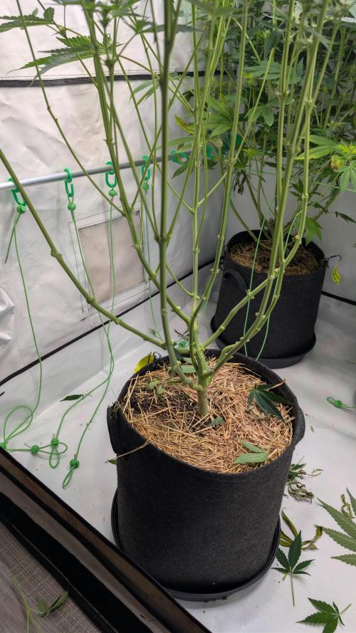 Cup Winning Strains 2026. Week 9