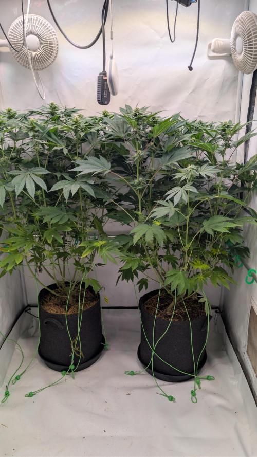 Cup Winning Strains 2026. Week 9