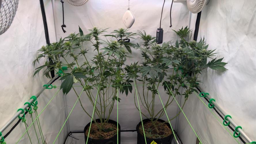Cup Winning Strains 2026. Week 9