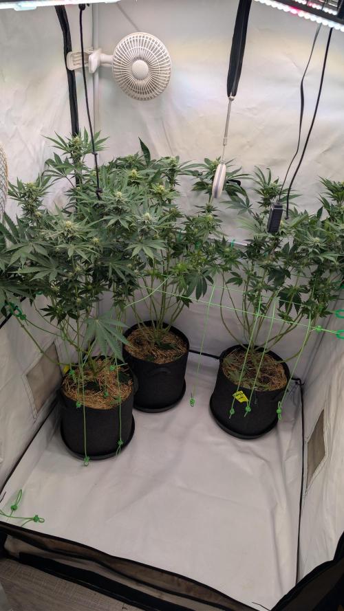 Cup Winning Strains 2026. Week 9