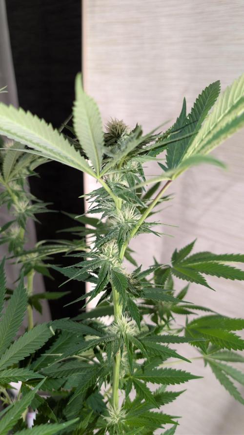 Cup Winning Strains 2026. Week 9