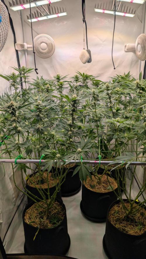 Cup Winning Strains 2026. Week 9