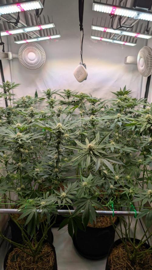 Cup Winning Strains 2026. Week 9