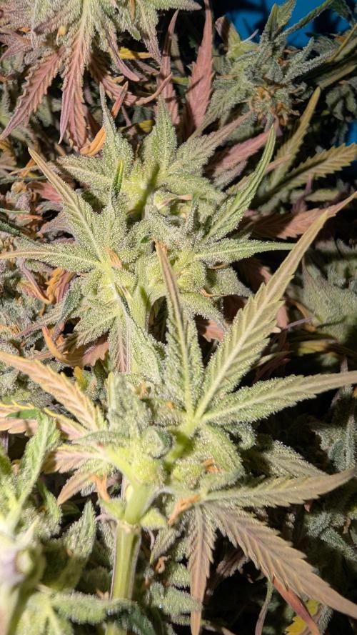 7up AWC 2026. Week 9