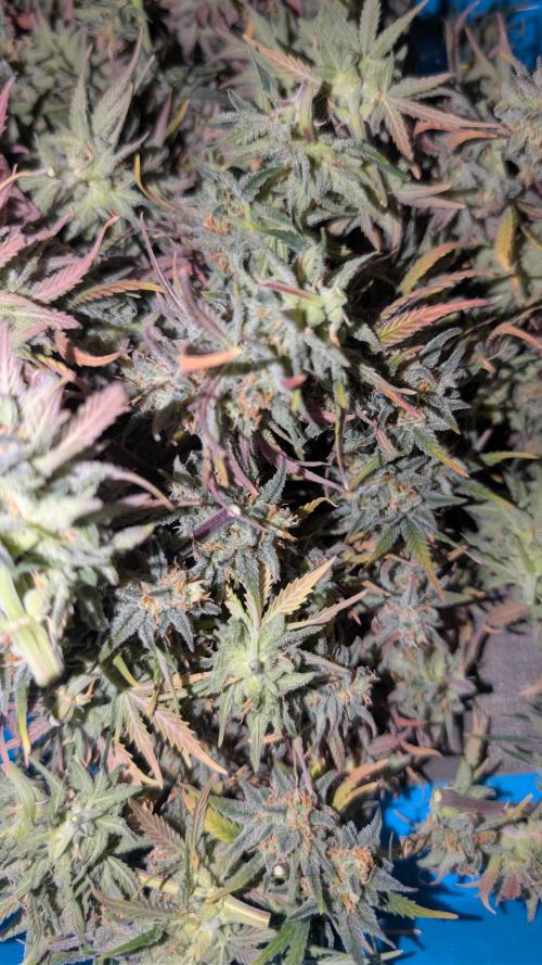 7up AWC 2026. Week 9