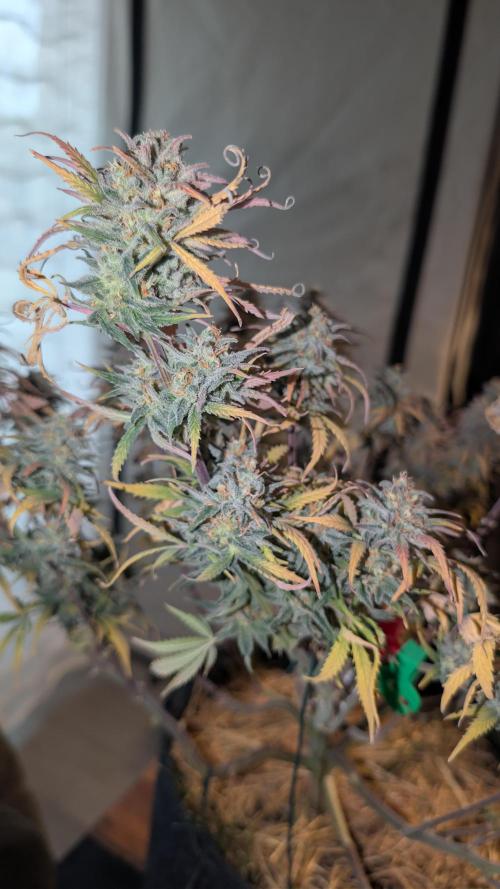 7up AWC 2026. Week 9