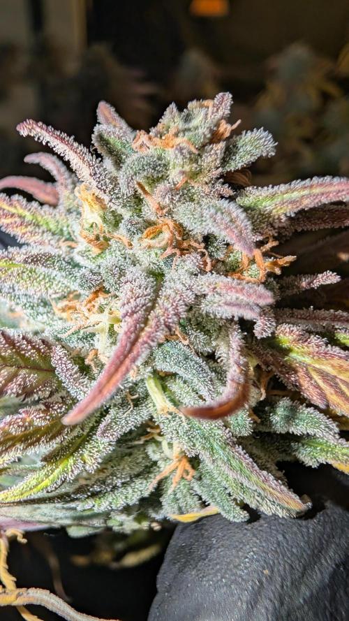 7up AWC 2026. Week 9
