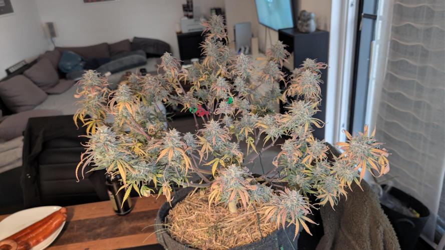 7up AWC 2026. Week 9