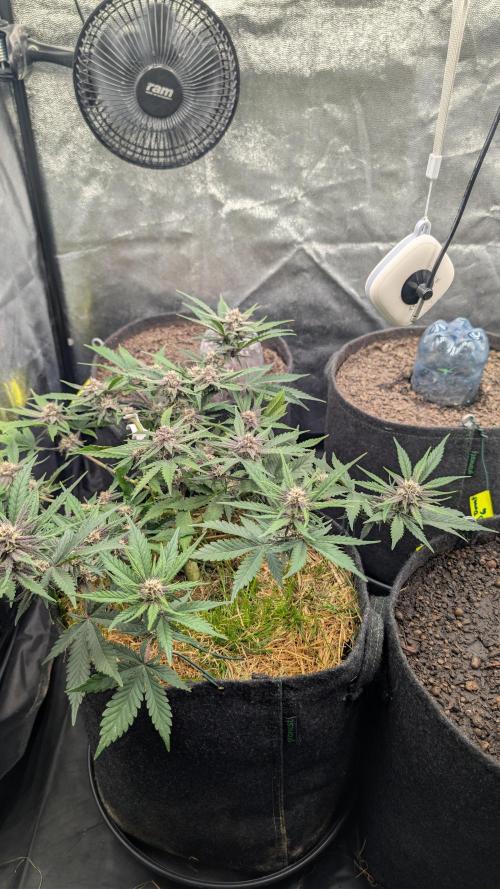 The G-Wagon Autoflower WorldCup 26. Week 7