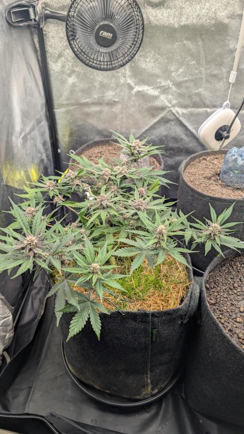 The G-Wagon Autoflower WorldCup 26. Week 7