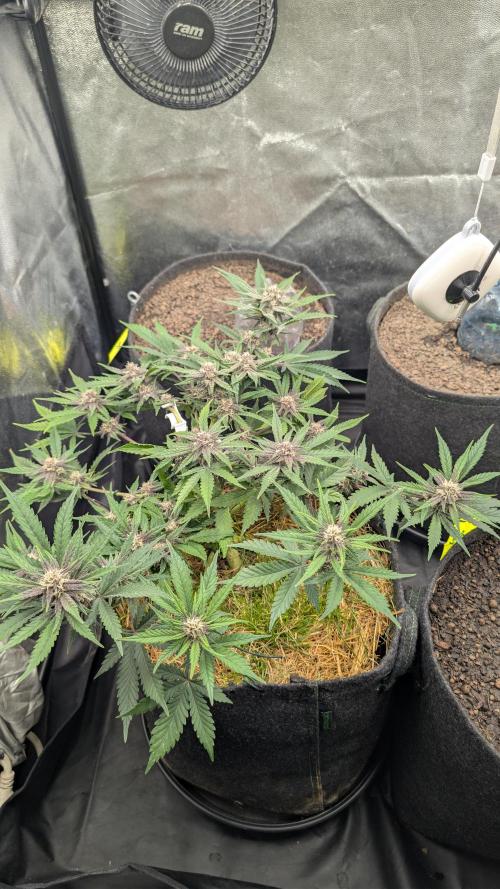 The G-Wagon Autoflower WorldCup 26. Week 7