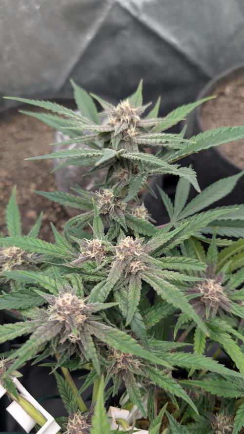 The G-Wagon Autoflower WorldCup 26. Week 7