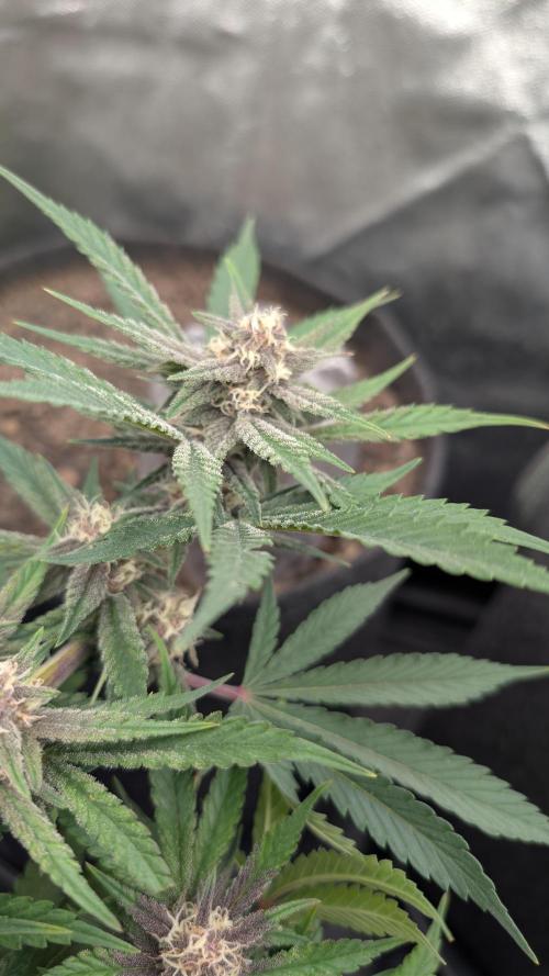 The G-Wagon Autoflower WorldCup 26. Week 7