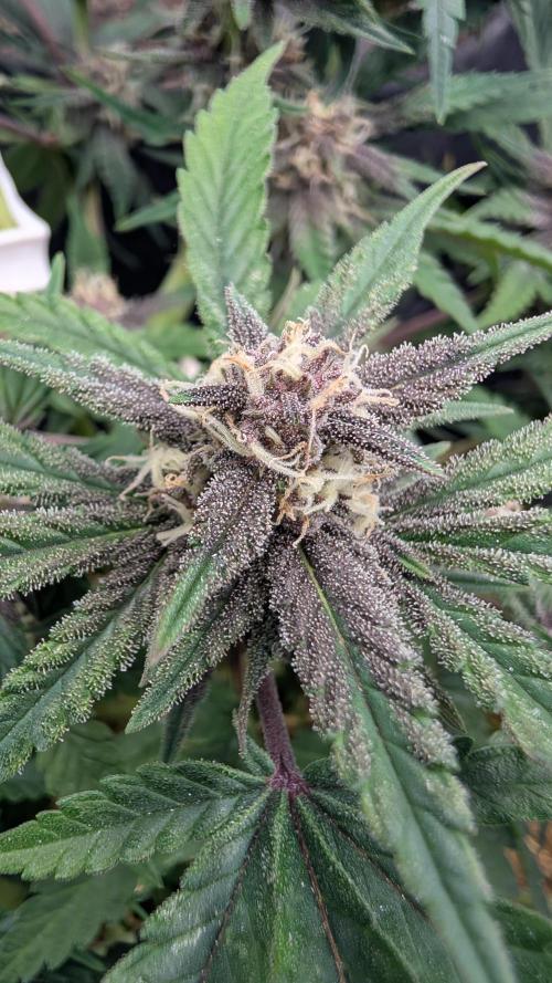 The G-Wagon Autoflower WorldCup 26. Week 7