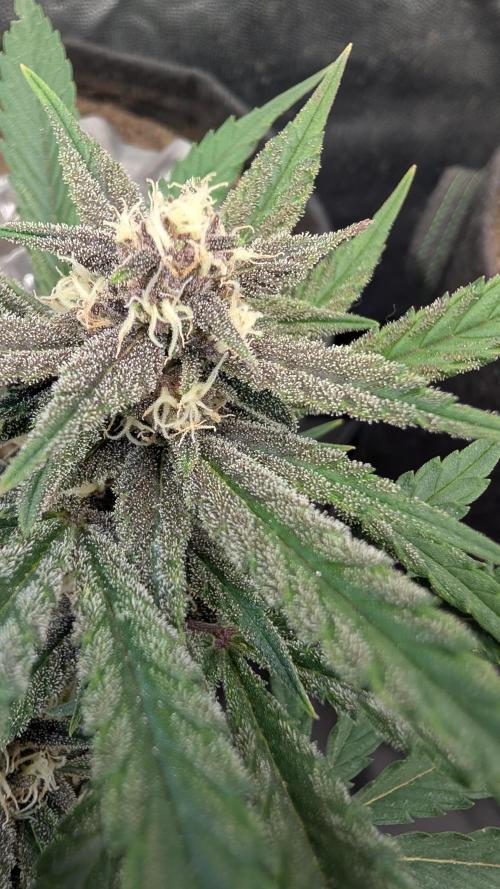 The G-Wagon Autoflower WorldCup 26. Week 7
