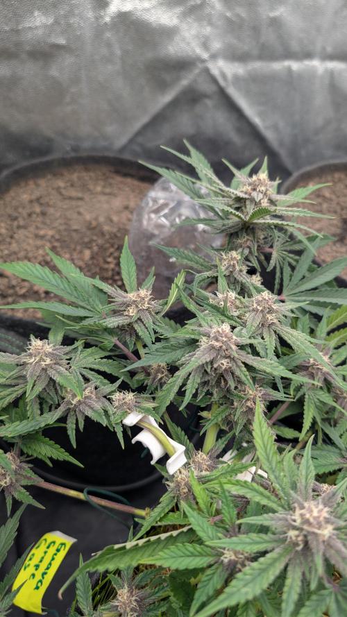 The G-Wagon Autoflower WorldCup 26. Week 7