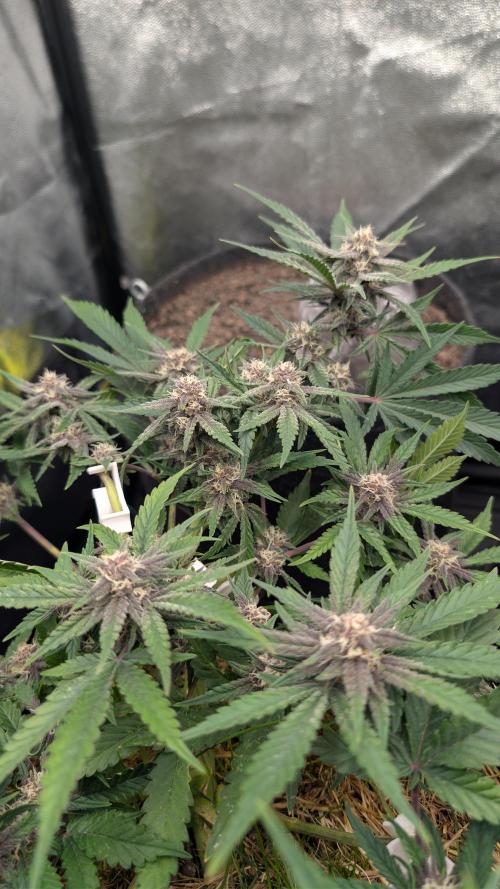 The G-Wagon Autoflower WorldCup 26. Week 7