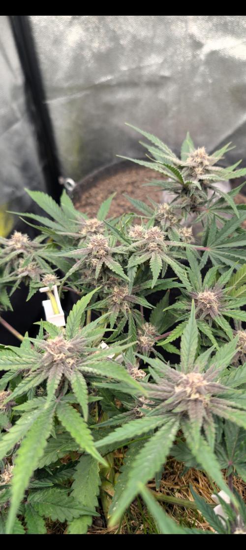 The G-Wagon Autoflower WorldCup 26. Week 7